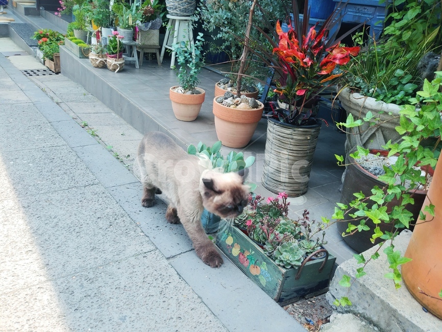 꽃,고양이,길,자연,동물