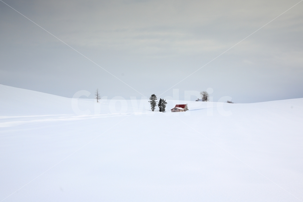 홋카이도,설원,겨울풍경,빨가지붕집,폭설,시골,일본,눈밭,풍경,눈,겨울,계절,winter,season,자연,풍경,nature,landscape,outdoors,옥외