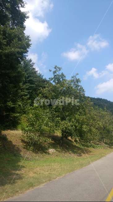 산길,도로,봄,나무,자연,배경,자연,풍경,nature,landscape,road,outdoors,옥외