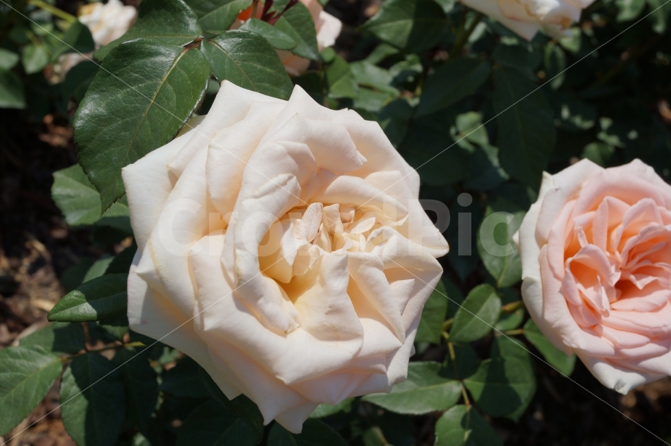 장미,백장미,세계장미,꽃,꽃사진,식물,자연,plants,nature,꽃,flower