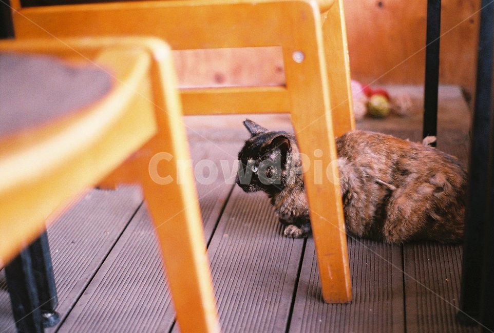 고양이,카페,길고양이,cat,카오스고양이,동물,animal,포유류,mammal,고양이,cat,kitten,kitty