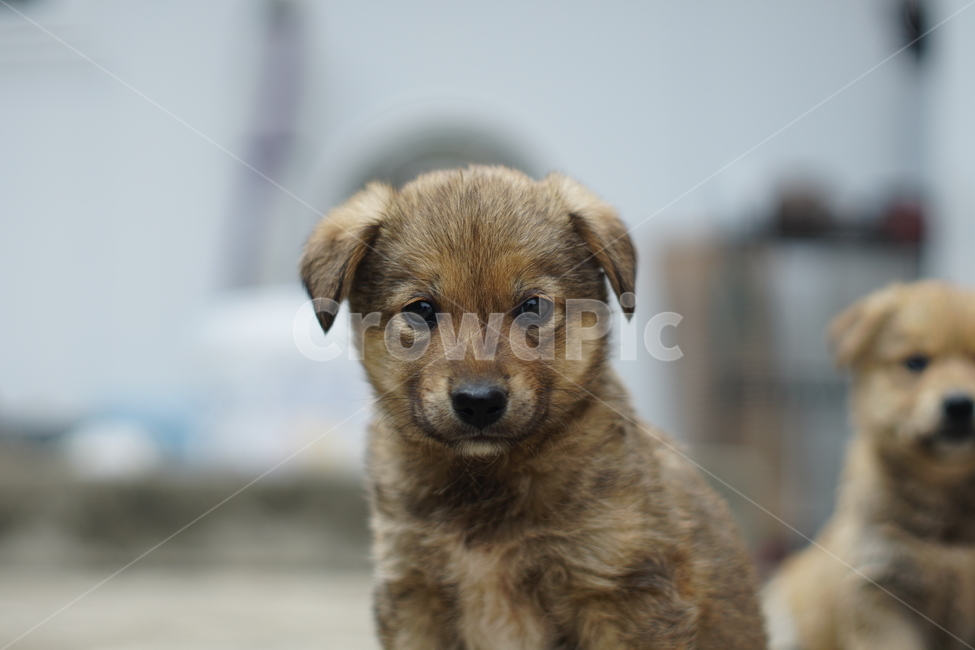 dog,개,강아지,puppy,pet,포유류,animal,멍멍이,똥강아지,시골강아지,강쥐,댕댕이,동물,animal,포유류,mammal,개,강아지,dog,doggy