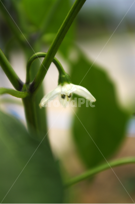고추꽃,꽃,식물,flower,plant,식물,자연,plants,nature,꽃,flower