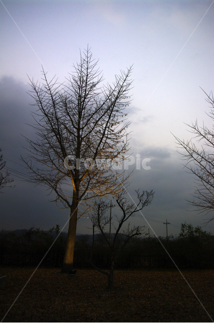 나무,조명,빛,하늘,구름,식물,plant,자연,풍경,nature,landscape,tree