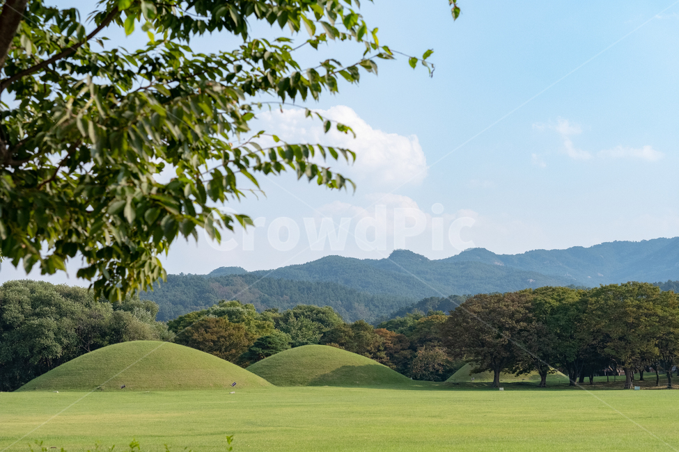 grassland,field,들,경주,능