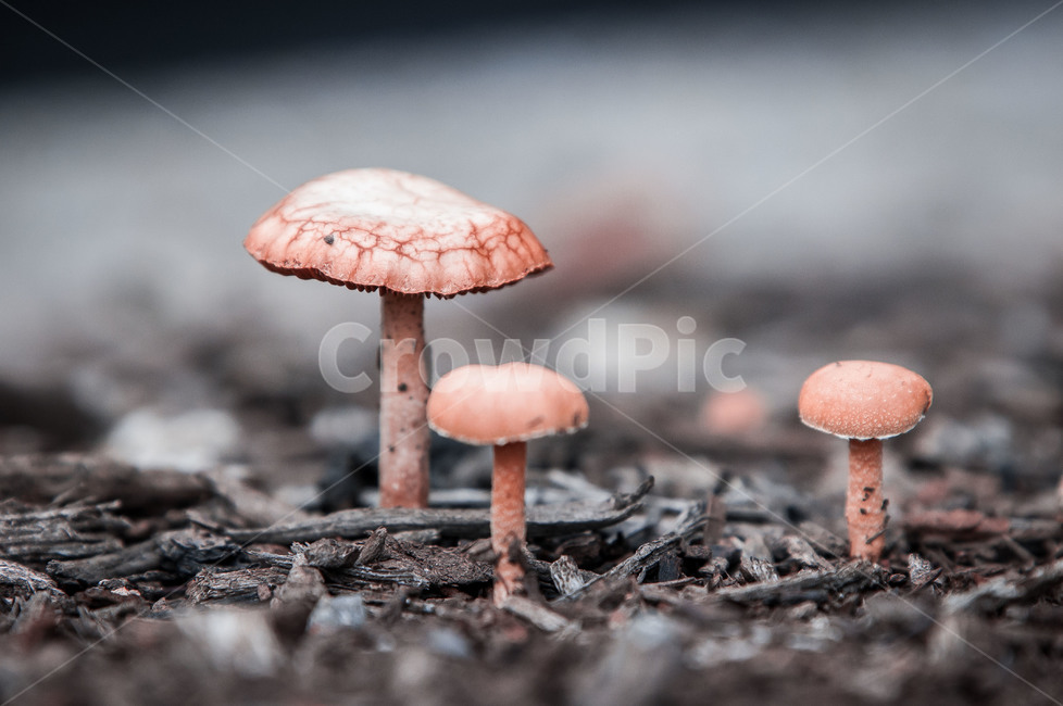 fungus,진균류,plant,식물,agaric,amanita,버섯,mushroom,아가릭,버섯,mushroom