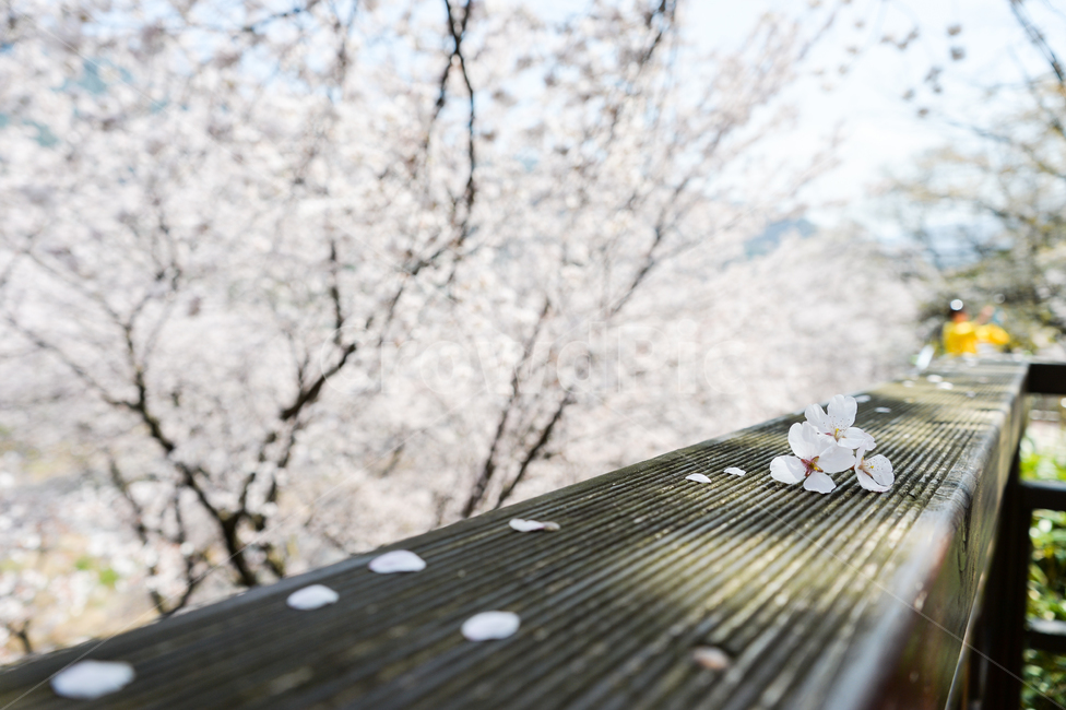 벚꽃,흩날림,봄바람,희망,추억,길,계단,흰색,아련함,그리움,따뜻함,낭만