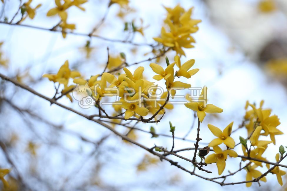 봄,노란색,개나리,봄소식,봄꽃,plant