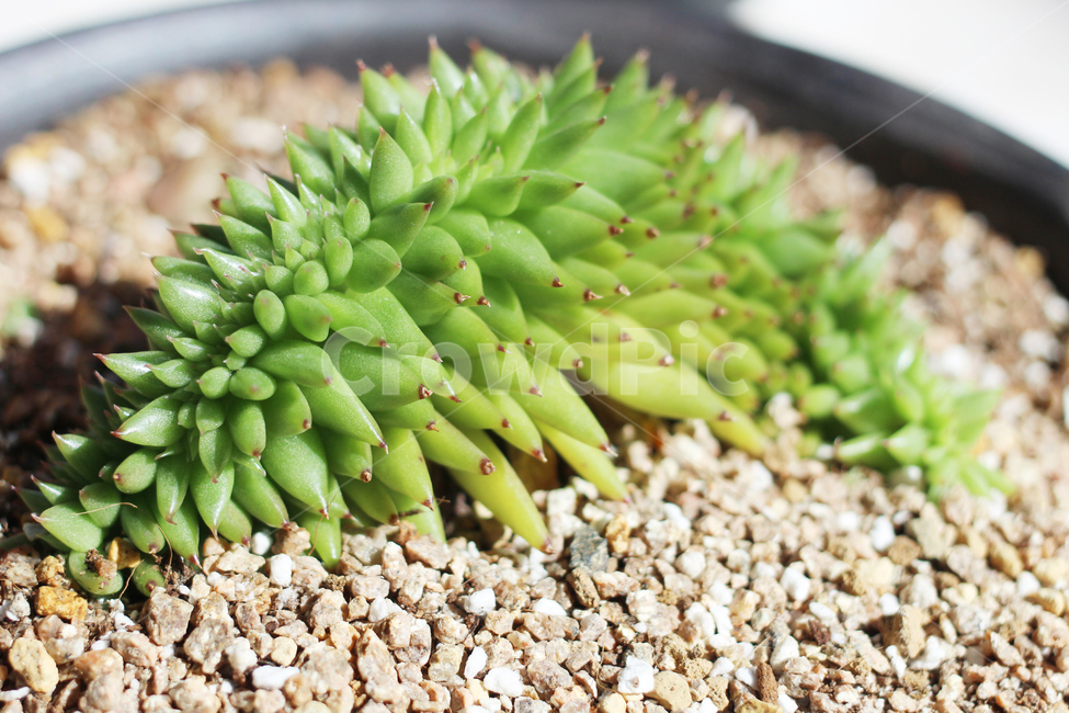 다육이,다육식물,화분,다육,모래,실내용화초,화분,화초,house plant
