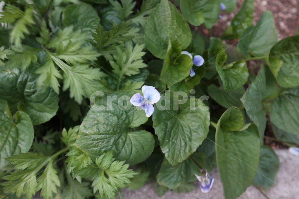 풀,꽃,탄생,초록,새로운
