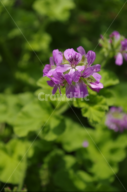 꽃,flower,식물,plant,계절,봄,spring,식물,자연,plants,nature,꽃,flower