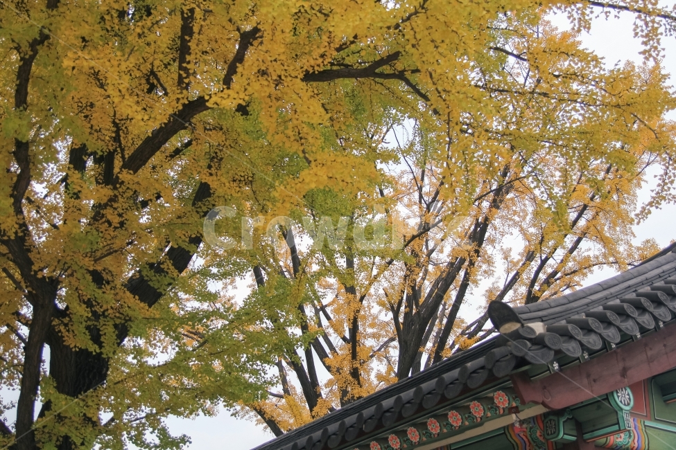 창덕궁,가을,풍경,은행나무,감성사진,seoul,서울,은행,자연,식물,나무,korea,가을,계절,fall,autumn,season,한국전통,한국문화,korean traditional,korean culture,식물,자연,plants,nature,나무,trees,wood,tree,plant,tree trunk,나무 줄기