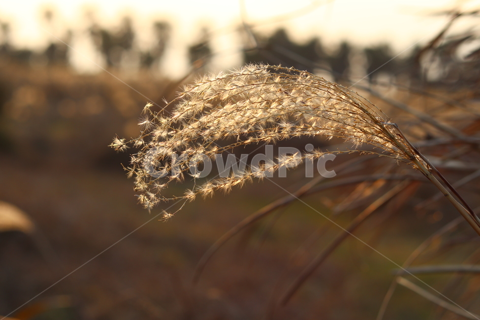 갈대,풀,나무,제주도,가을,가을,계절,fall,autumn,season,식물,자연,plants,nature,plant,grass,잔디,lawn,reed