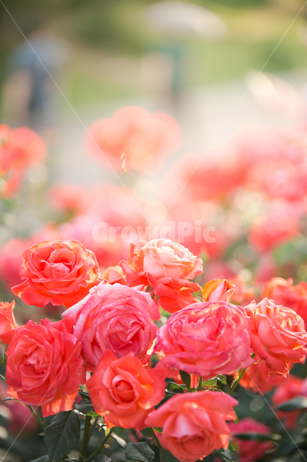 봄,꽃,장미,식물,여름,6월,감성사진,풍경,식물,자연,plants,nature,꽃,flower,색깔,색상,색채,색감,color sense,color sensitivity,feeling of color