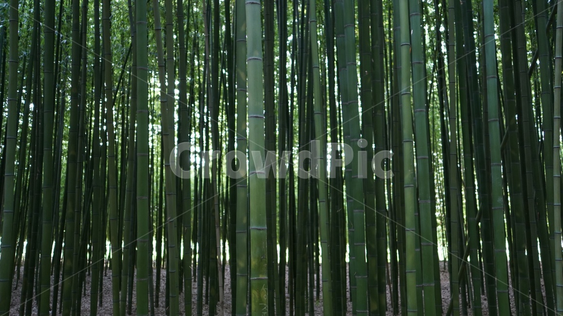 대나무,울산,대숲,담양,여행,초록,힐링,임금님귀,식물,자연,plants,nature,나무,trees,wood