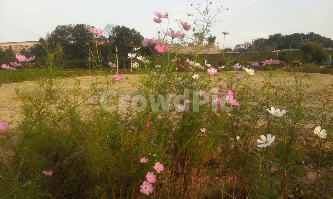 코스모스,농촌,가을,들,목초지,옥외,자연,시골,grassland,outdoors,nature,field,cosmos,식물,자연,plants,nature,꽃,flower