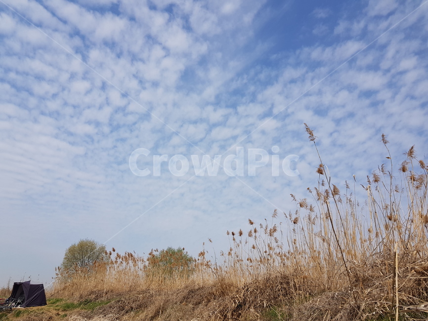 양때구름,하늘,구름,낚시터,갈대,나무,자연,봄,여유,평온