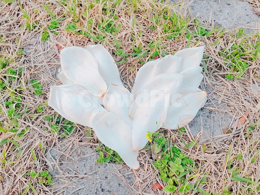 하트,목련꽃,목련잎,꽃잎,fetal,하트모양,봄,봄날,사랑