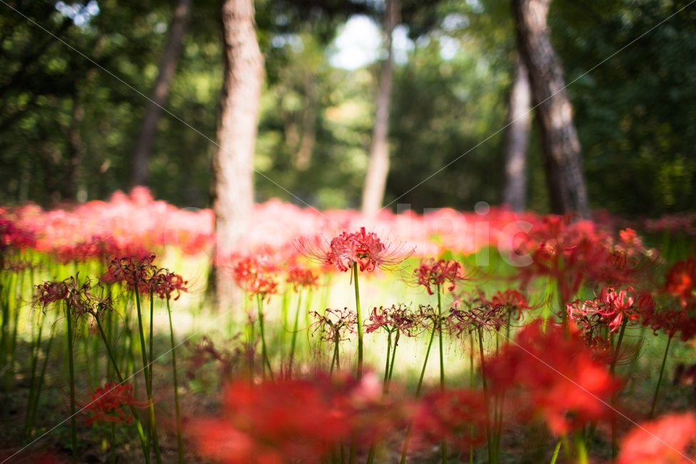 자연,꽃,빛,감성,스냅,꽃무릇,풍경,식물,자연,plants,nature,꽃,flower,감성,sensible,feeling