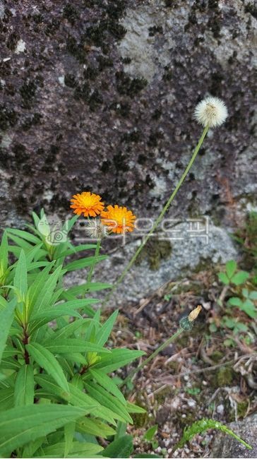 In millet greens,Vermilion algae rice sprouts,Asteraceae,vegetation,leaf,safflower dandelion,flower