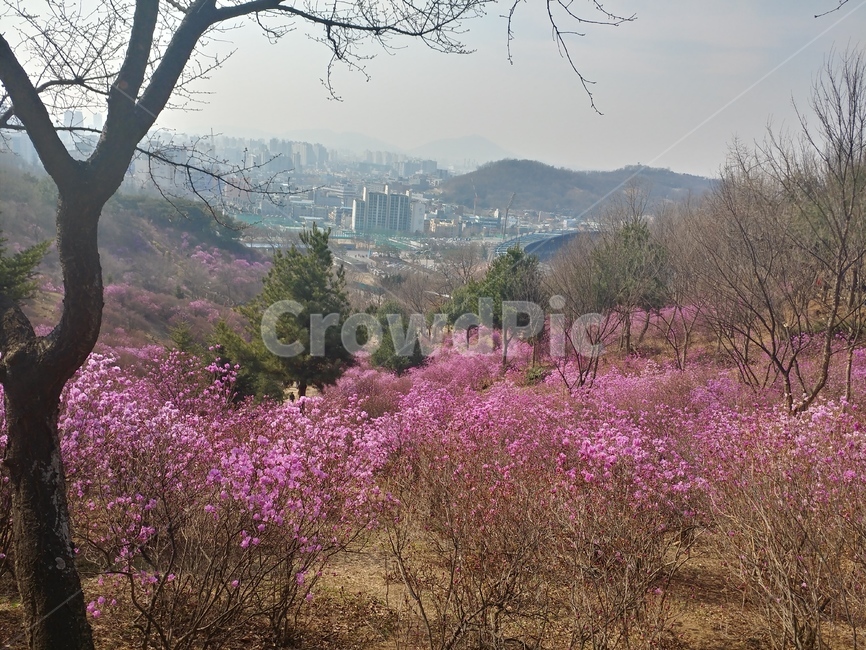 진달래,꽃,동산,공원,축제,봄,계절,spring,season,자연,풍경,nature,landscape,plant,식물