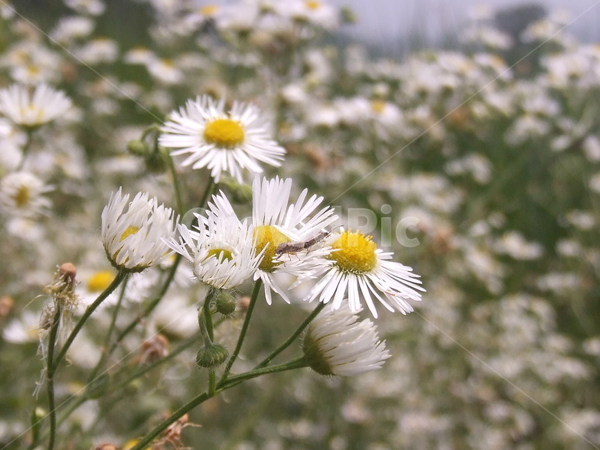 꽃,망초대꽃,흰꽃,야생화,순결,식물,자연,plants,nature,꽃,flower
