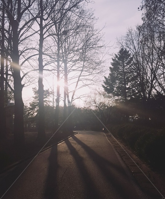 햇살,나무,길,sun,tree,street,way,풍경,view,겨울햇살