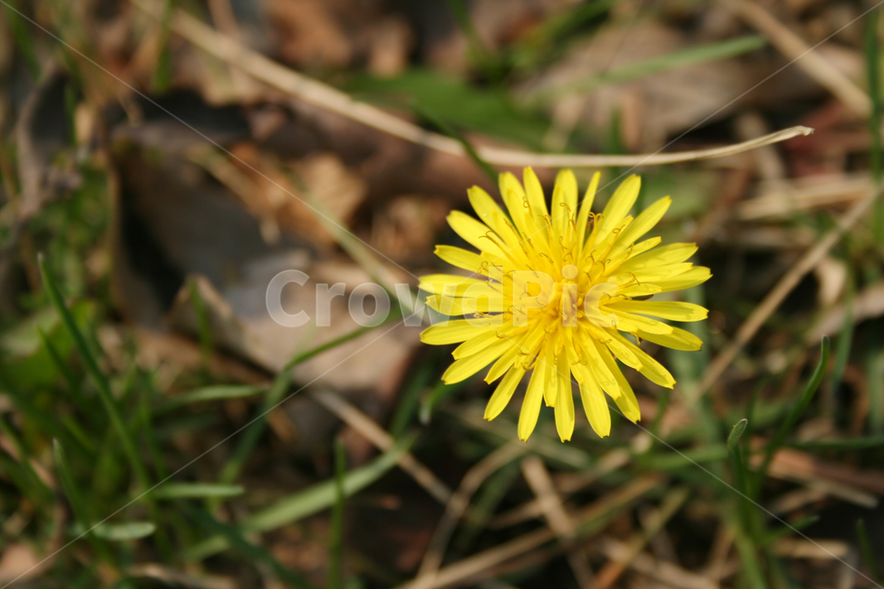 민들레,봄,봄날,노란색,감성,spring,flower,풍경,식물,꽃,봄,계절,spring,season,식물,자연,plants,nature,꽃,flower,plant