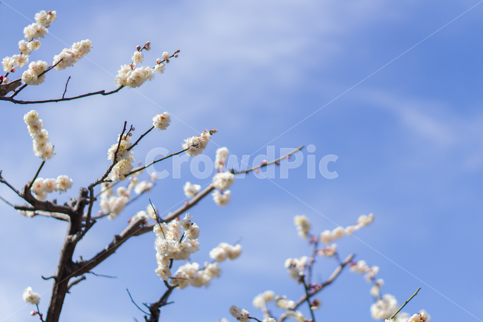 꽃,매화,하늘,봄,교토,싱그러움,봄,계절,spring,season,식물,자연,plants,nature,꽃,flower,plant,blossom
