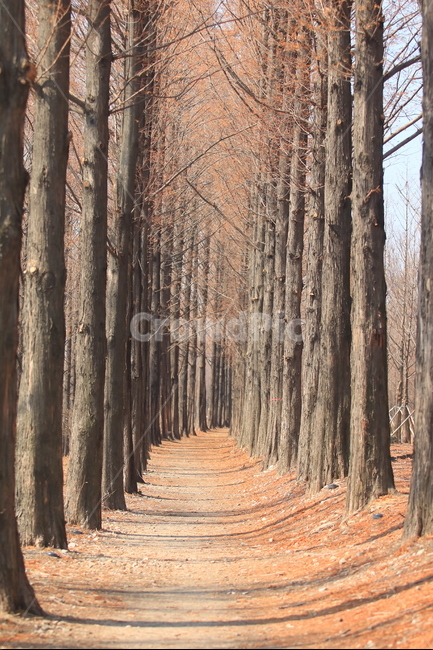 메타세콰이어길,가로수길,풍경,겨울,나무,겨울,계절,winter,season,자연,풍경,nature,landscape,한국자연풍경,한국자연경관,korea nature landscape,plant,식물,tree,tree trunk,나무 줄기