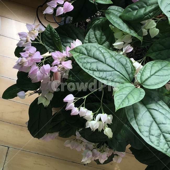 식물,꽃,방울꽃,plant,flower,분홍꽃,하얀꽃,잎,자연,자연물,예쁜꽃,식물,자연,plants,nature,꽃,flower,실내용화초,화분,화초,house plant
