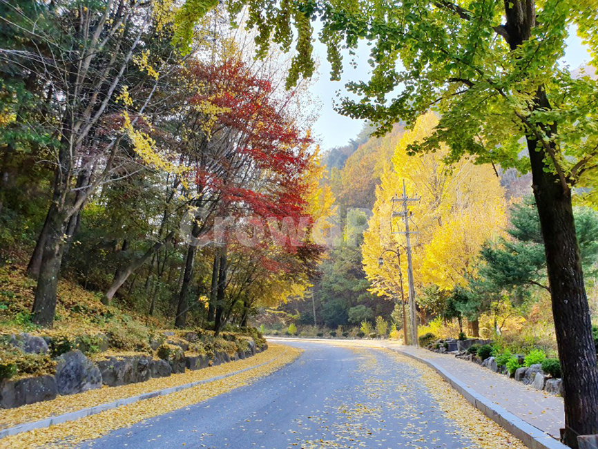 가을,단풍,은행나무,길,도로,녹색,가을,계절,fall,autumn,season