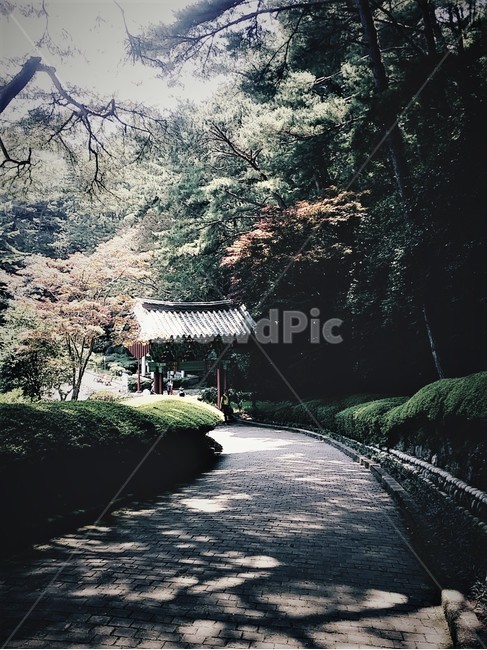 제승당,숲길,휴식,풍경,한국전통,배경,색감,햇빛,랜드마크,한국문화,koreatraditional,koreaculture,전통,한국의미,한국풍경,감성,rest,힐링,산책,healing,한국적,나무,전통건축물,숲,forest,맑음,초록,자연,nature,relaxation