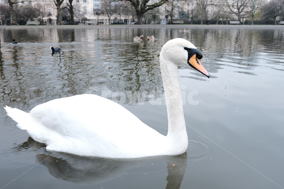 백조,swan,호수,동물,조류,풍경,자연