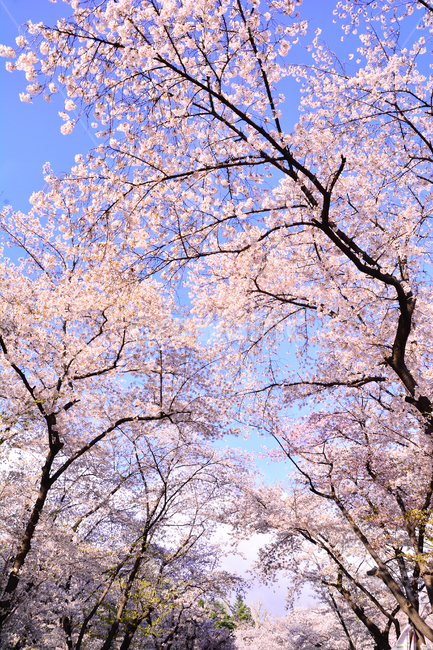 벚꽃,붐꽃,벚꽃축제,공원,시즌,계절,백그라운드,배경,바탕,spring,season,flowers,나무꽃,분홍색꽃,핑크색,pink,아름다운,화사한,화려한,예쁜,beautiful,background,3월,4월,꽃축제,체리블라썸,절정,만발,봄,계절,spring,season,자연,풍경,nature,landscape,plant,식물