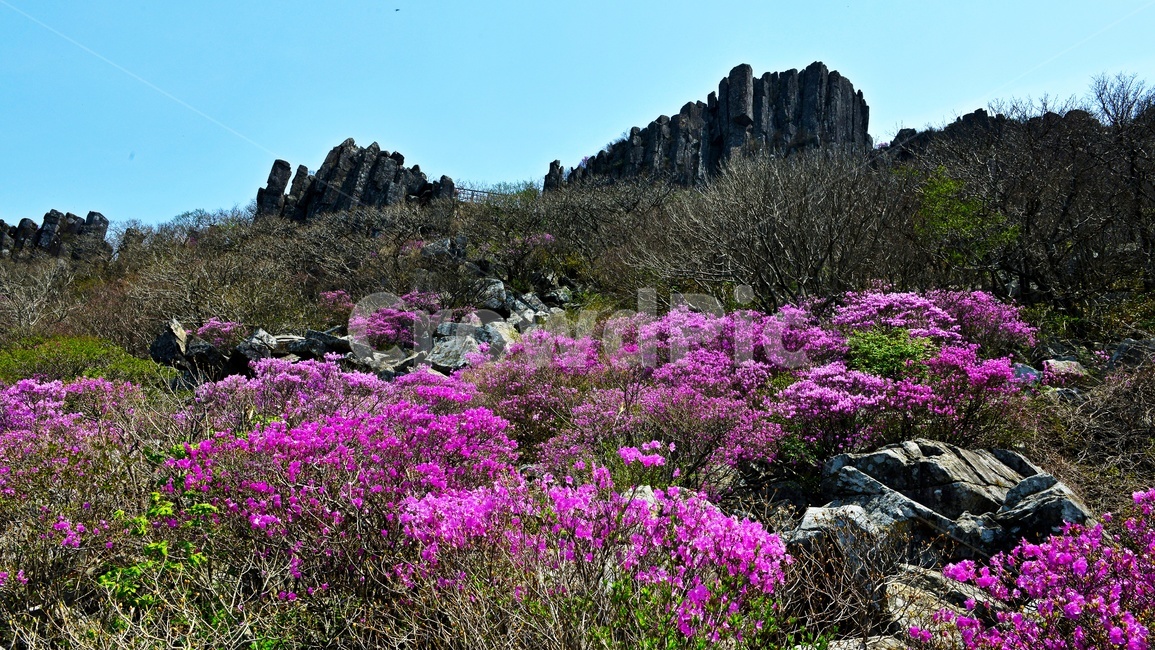 광주,무등산,무등산봄,봄,계절,서석대,입석대,주상절리대,철쭉,철쭉꽃,군락,철뚝군락,경치,경관,풍경,plant,식물,blossom,flower,꽃,outdoors,옥외,purple,보라색,nature,자연