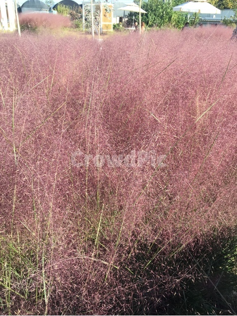 핑크뮬리,식물,자연,plants,nature,식물,자연,plants,nature