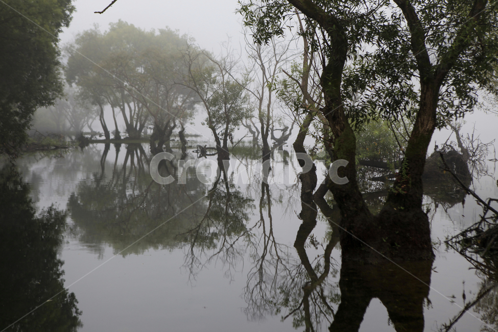 호수,호숫가,물안개,버드나무,반영,대청호수,자연,풍경,nature,landscape,한국자연풍경,한국자연경관,korea nature landscape,outdoors,옥외