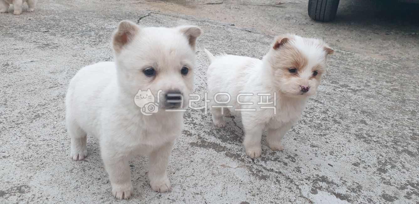 새끼강아지,개,시브로자브종,시골잡종,귀여운,귀여운강아지,시골개,아기,puppy,pet,koreandog,koreanpet,koreanpuppy,cute,animal