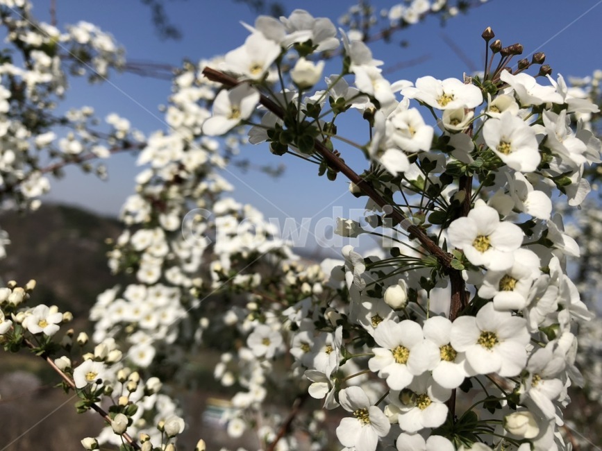 하얀꽃,화이트,잎사귀,꽃,하늘,구름,white,봄,spring,flower