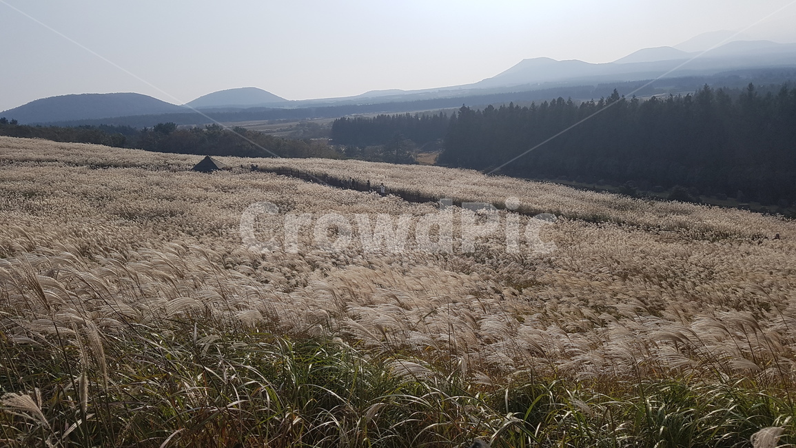 억새,억새꽃,제주,풍경,꽃,제주도,jeju,jeju island,plant,식물,grass,잔디,lawn,reed,갈대