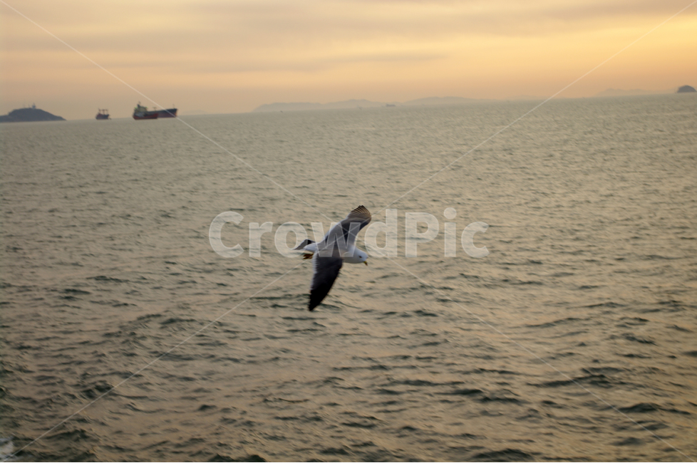 노을,석양,바다,서해,풍경,자연,nature,landscape,갈매기,새,동물,animal,조류,새,birds