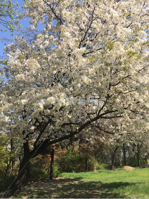 벚꽃,벚꽃놀이,봄,봄바람,벚꽃나무,낭만,사랑,산뜻함,상쾌함,잎사귀,싱그러움,배경화면,산책,언덕,산,행복,즐거움,예쁨