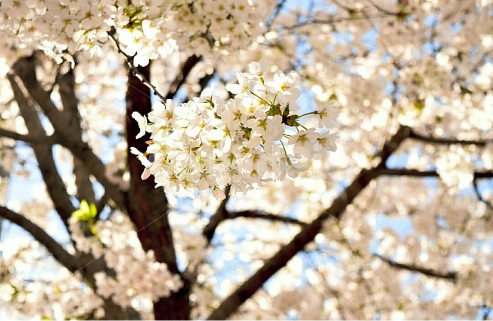 경치,풍경,벚꽃,꽃,봄,봄꽃,나무,봄,계절,spring,season,식물,자연,plants,nature,꽃,flower,plant,cherry blossom,blossom