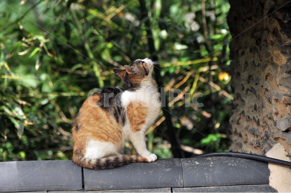 고양이,사찰,삼색고양이,담,애묘,cat,동물,animal,포유류,mammal,kitten,kitty,동물,animal,포유류,mammal,고양이,cat,kitten,kitty