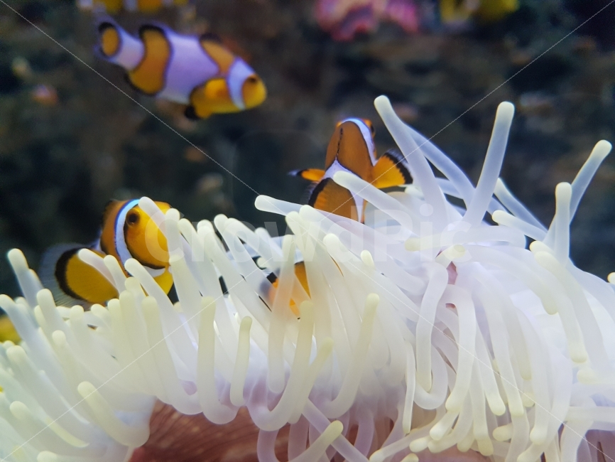 니모,수족관,아쿠아리움,롯데월드,바다속,동물,animal,어류,물고기,fish