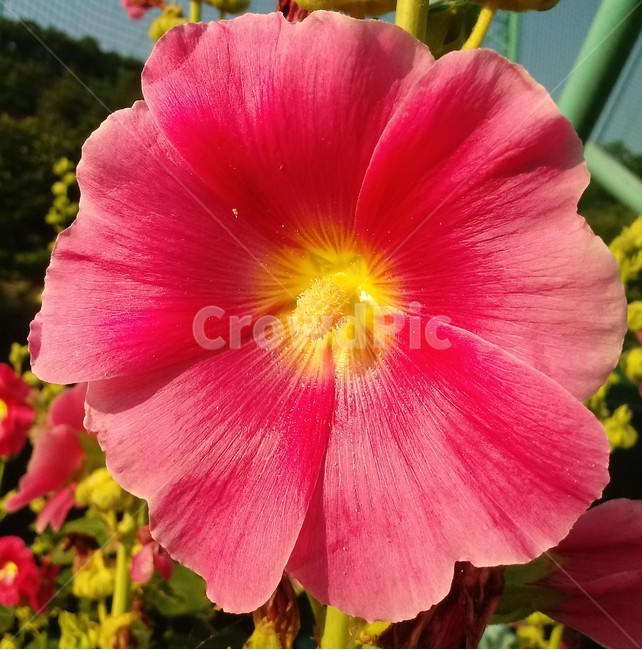 접시꽃,hollyhock,촉규화,덕두화,접중화,촉계화,단오금,황촉화,아욱과