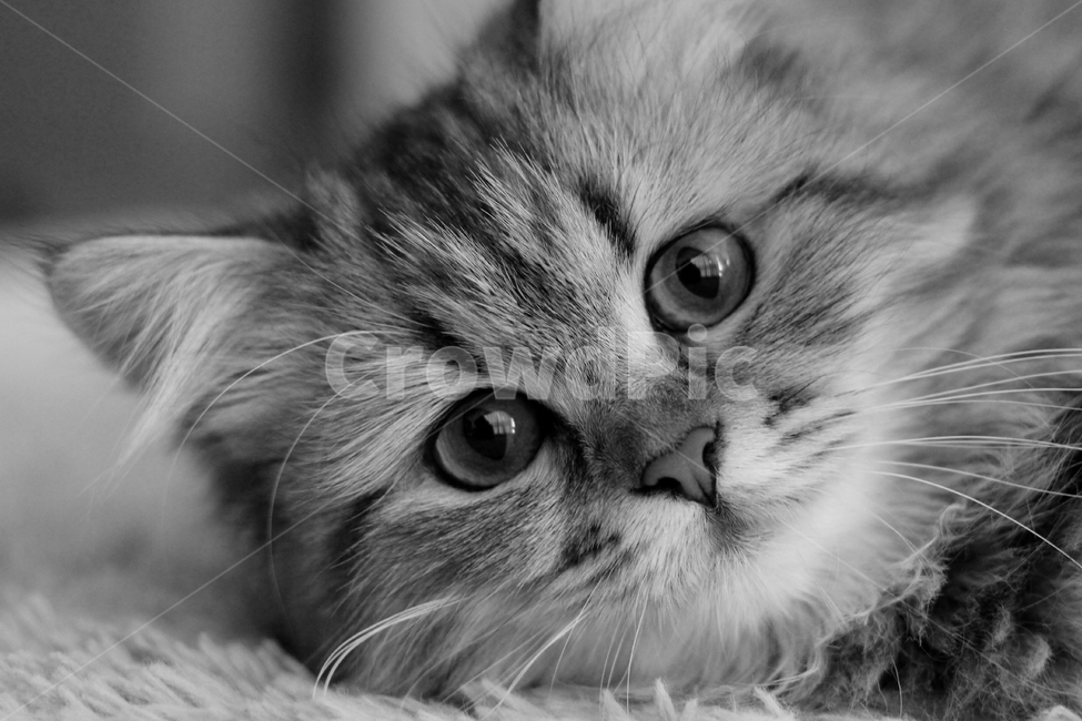 고양이,흑백,애묘,동물,귀여움,동물,animal,포유류,mammal,고양이,cat,kitten,kitty,흑백,모노톤,monochrome,black and white