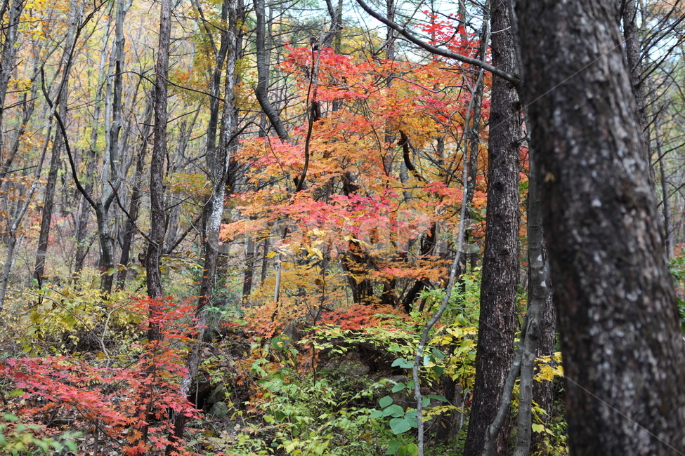가을,숲,단풍,나무,자연,가을,계절,fall,autumn,season,식물,자연,plants,nature,나무,trees,wood,tree,plant,tree trunk,나무 줄기,leaf,잎