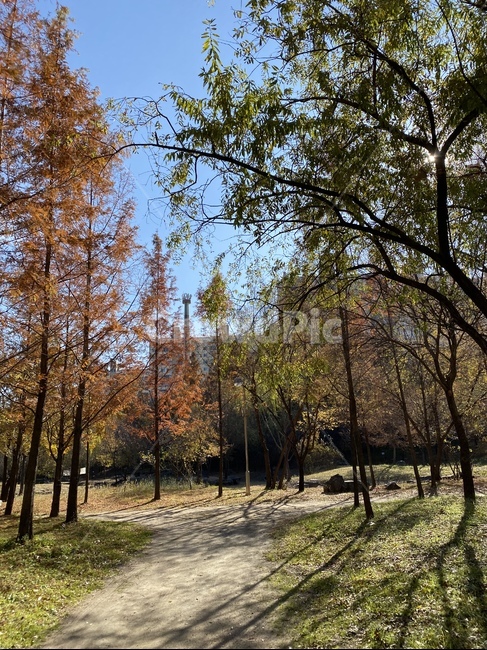 공원,나무,숲길,가을나무,정원,잔디,plant,식물,tree